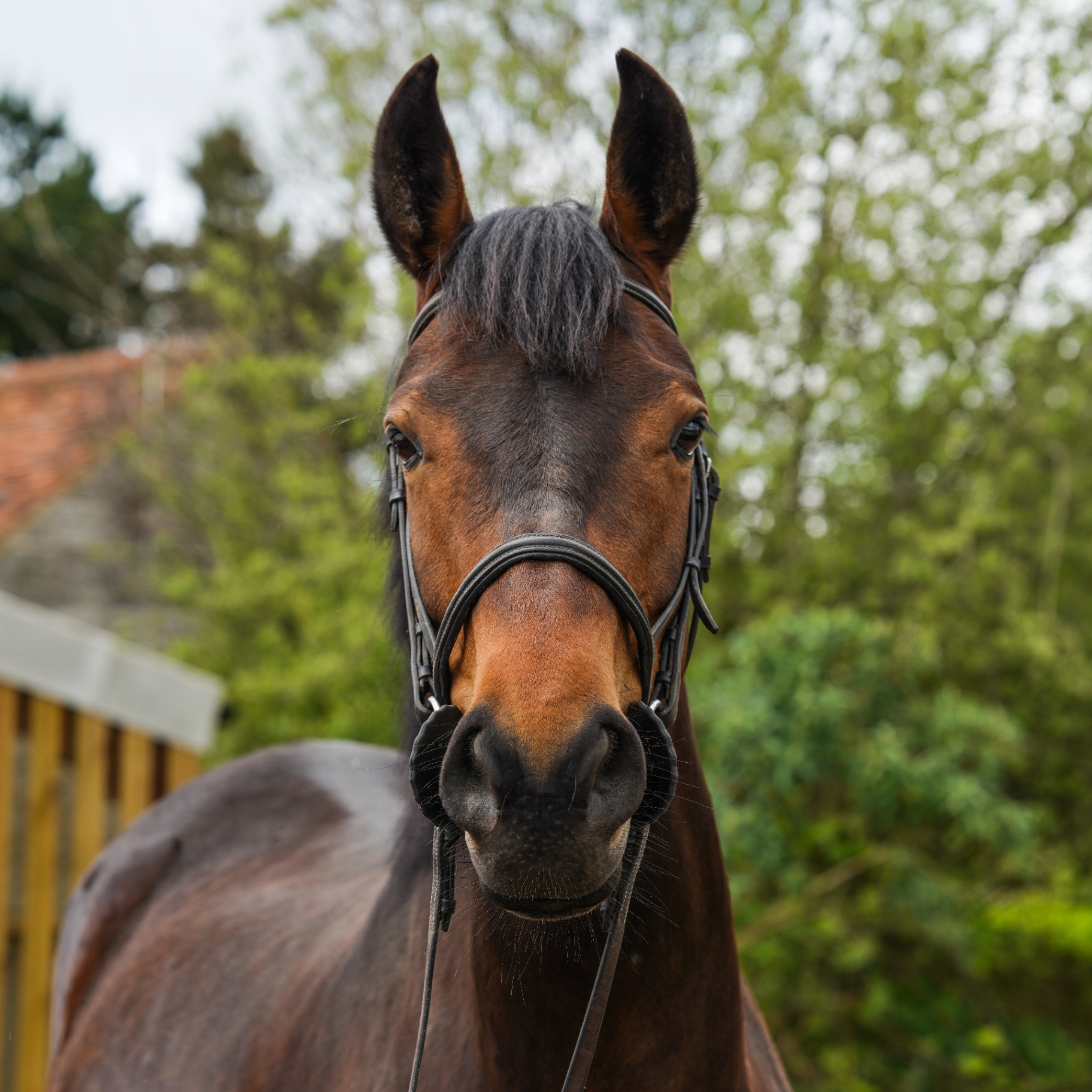 Cola at Hurstwood Farm