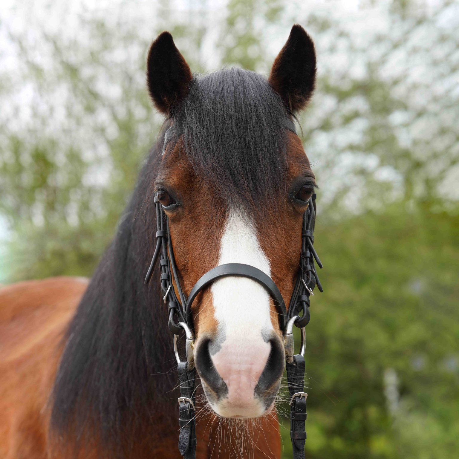 Boo at Hurstwood Farm